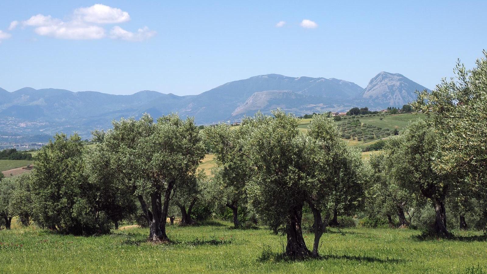 Il profilo della Dormiente del Sannio oltre gli uliveti
