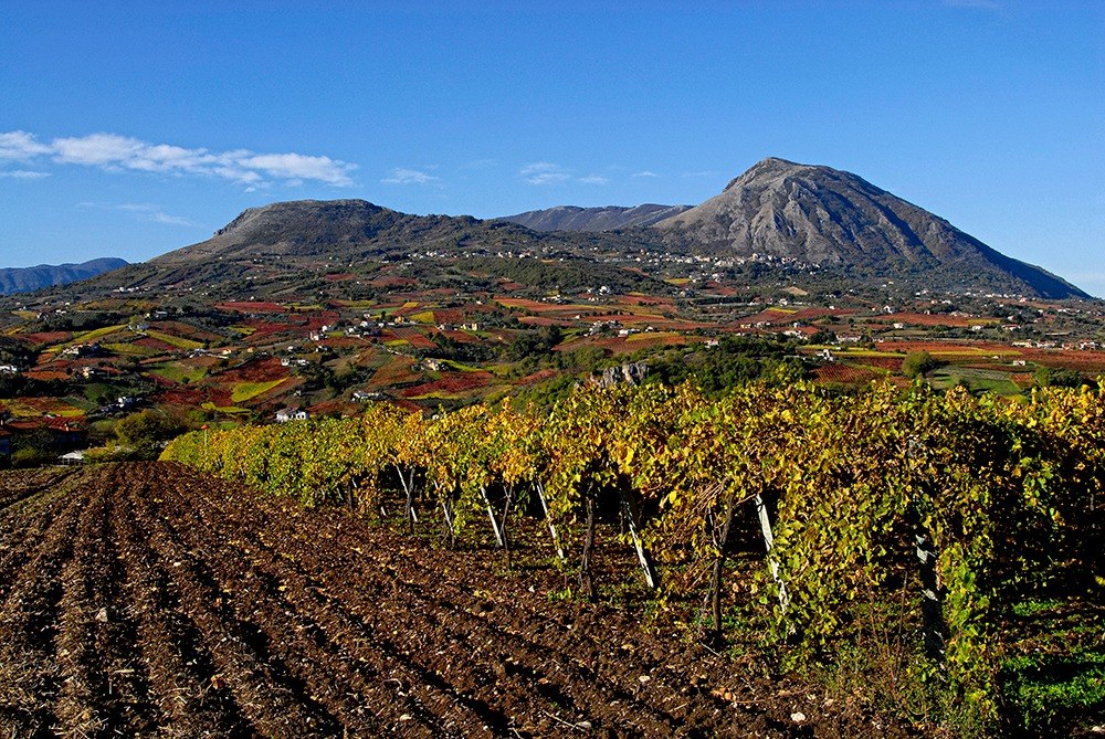 Vigneti di Falanghina con i monti del Sannio sullo sfondo